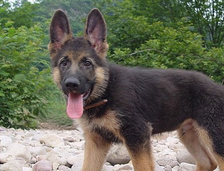 按季节给狗狗挑选最佳食物